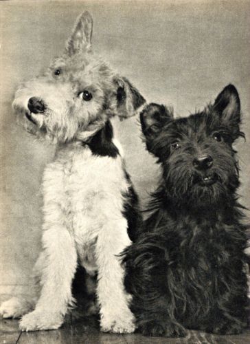 SIDE KICKS! : Adorable Wire Haired Fox Terrier  with a Smiling Scottish Terrier.  Photographed by Camilla Koffler (known as Ylla), 1945