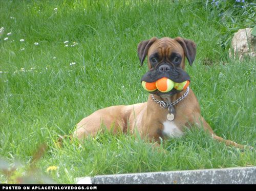 Silly Boxer dog Jessie doesn’t like sharing with her sister, so she keeps three tennis balls all to herself!