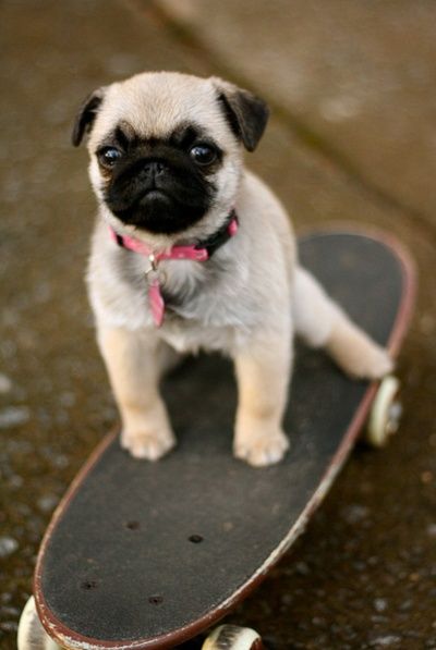 Skateboarding Pug