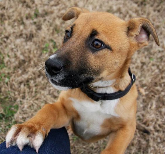 Sky (90765)Sky is a 3 month old (Jan, 2014) Black Mouth Cur/ Lab mix in need of a fresh start at life. She is you typical happy go lucky puppy. She is great with other dogs (both older, larger, and same age). She would love to meet you soon!This 