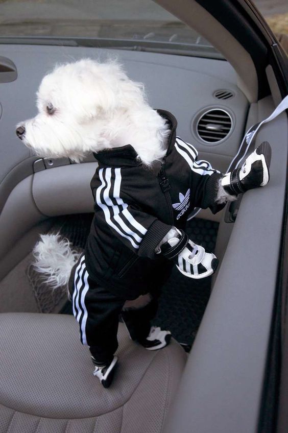 Sleek Puppy Suits : Adidas puppy jumpsuit