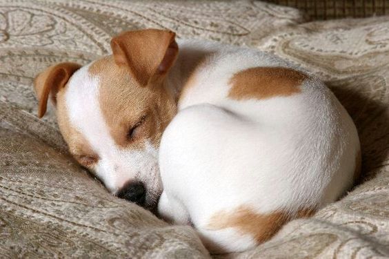 Sleeping jack russell puppy ....how to take care of your of your puppy