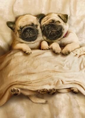 sleepy pugs ♥