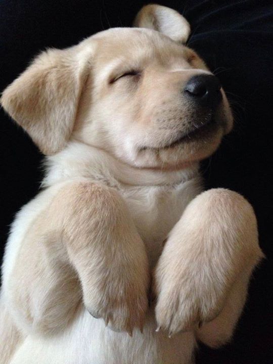 sleepy puppy lab