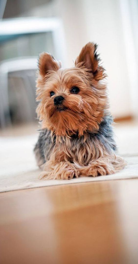 small and cute. #yorkshire #terriers