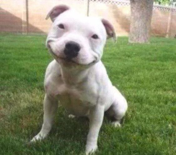 Smiling Pitbull Puppy is Smiling