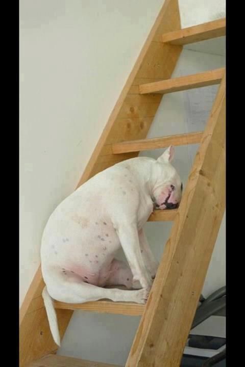 So cute! And such a Bull Terrier thing to do! Love my Bull Terriers so, so much!