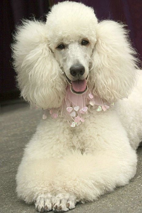 So in love with Standard Poodles!
