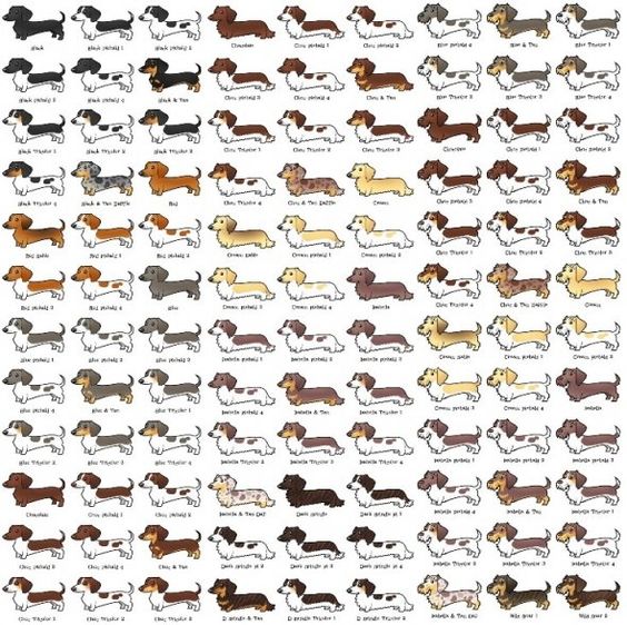 so many and I want one of each please. Love dachshunds!