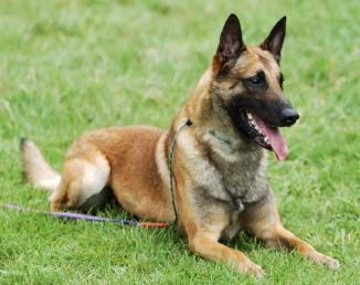 So many people don't know what a Belgian Malinois is--including the shelter we got Ruthie from! They had her down as a 