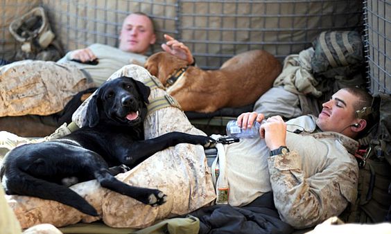 Soldiers and their military dogs #dog #puppy #pet #animal #dogLovers #soldiers #war #militaryDogs #serviceDogs #militaryService #patriot #USNavy #USArmy #USAirForce #USMarineCorp #Veterans #Labrador #BlackLab