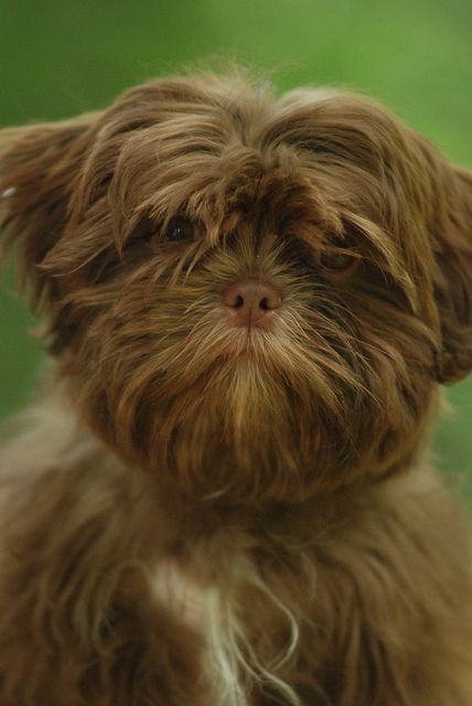 Solid Liver Shih Tzu identical to my  an imperial