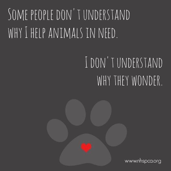Some people don't understand why I help animals in need. I don't understand why they wonder ...
