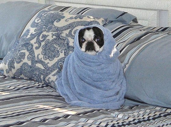 Sooooo , Boston Terriers love warm towels