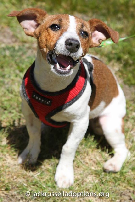 Sophie, Adoptable Jack Russell Terrier | Georgia Jack Russell Rescue, Adoption & Sanctuary #dog #rescue #jackrussell #puppy