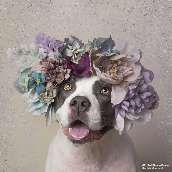 Sophie Gamand, the amazing French photographer whose images of dogs are probably already beautifying your Instagram, has a new series that's sure to make your heart swell. The series, called 