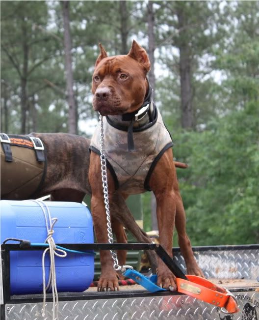 Southern Inferno, Old Family Red Nose, American Pit Bull Terrier, Game Dog, Wild Boar/Hog Hunting