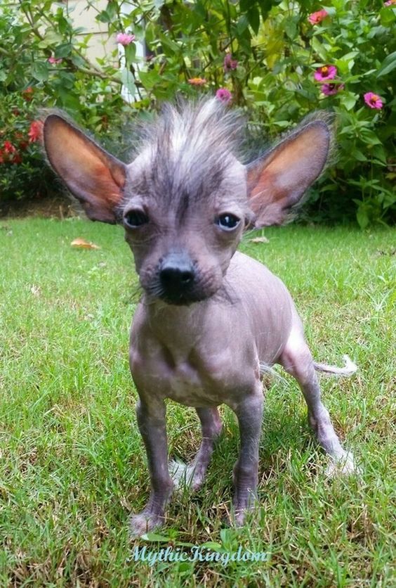 SPLINTER!  Chinese Crested.