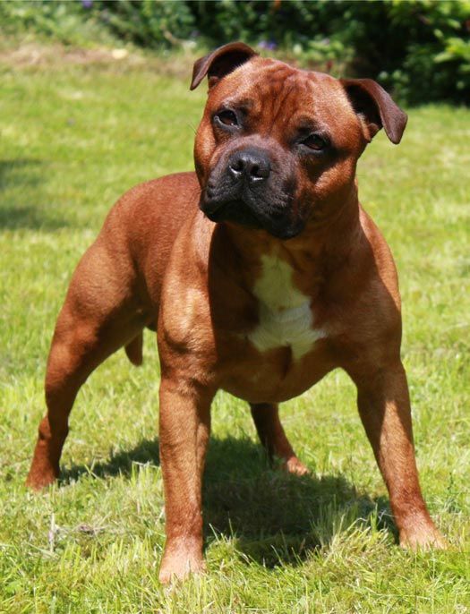 Staffordshire Bull Terrier Hot Staff's Addicted to Win