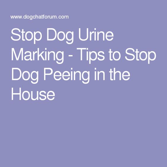 Stop Dog Urine Marking - Tips to Stop Dog Peeing in the House