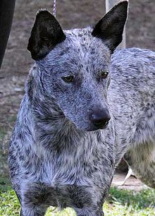 Stumpy Tail Australian Cattle Dog | kennel clubs working or herding dog clubs or internet based dog ...