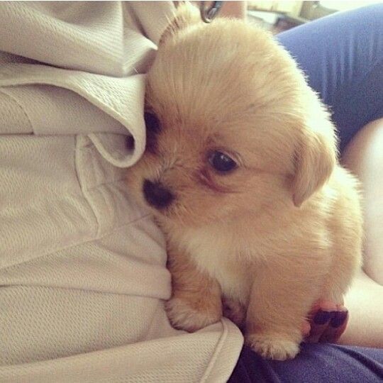Such a shy little cute puppy. You are one of the most beautiful little puppies I've ever seen. #cute #puppy #PetPremium