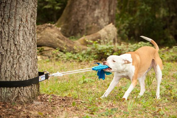 Super Tug - Strong Dog Toy - Safe Alternative to Spring Pole or Rope on Etsy, $