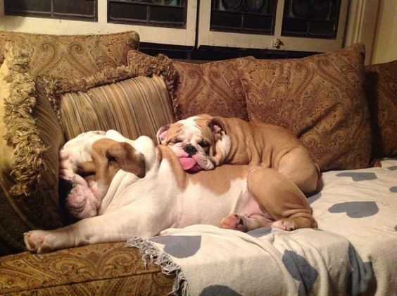 Sweet #Bulldog babies. (KO) Nothing on the planet sleeps like a bulldog. The little one has a sweet pink tongue sticking out. Both are angelic!