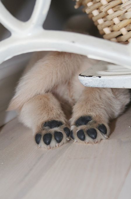 Sweet 'treiver puppy feet