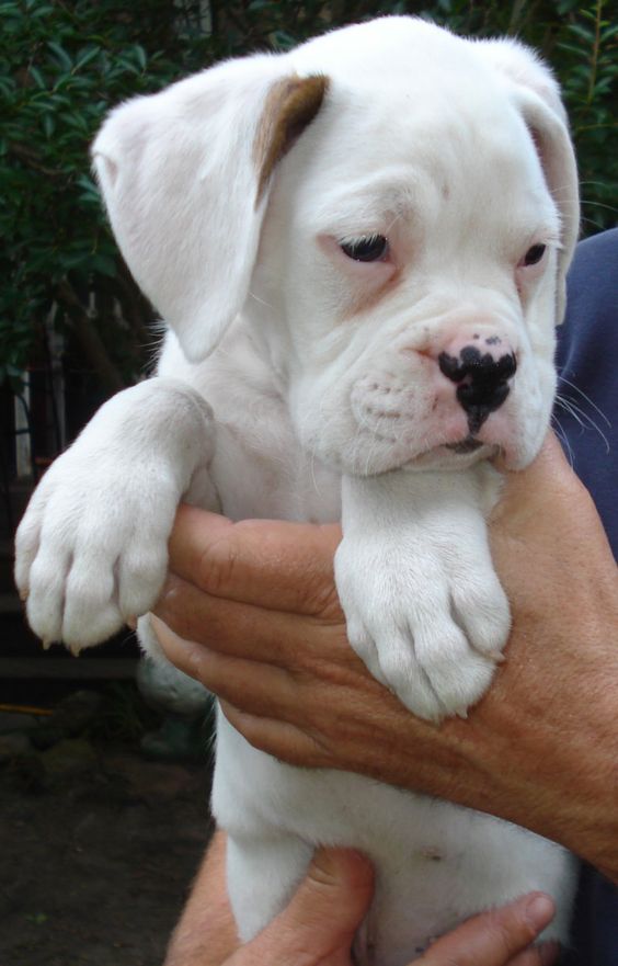sweet white boxer baby Awe, this looks like Diesel when he was a baby!
