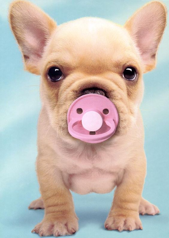 sweetest french bulldog puppy on earth [I know who it's a Cat Board but thats so cute, I no have words]