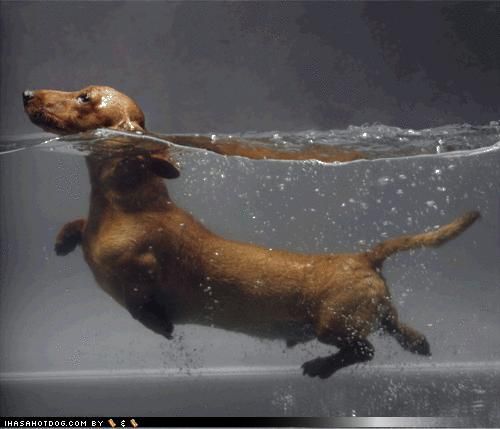 Swim, little dachshund, swim!