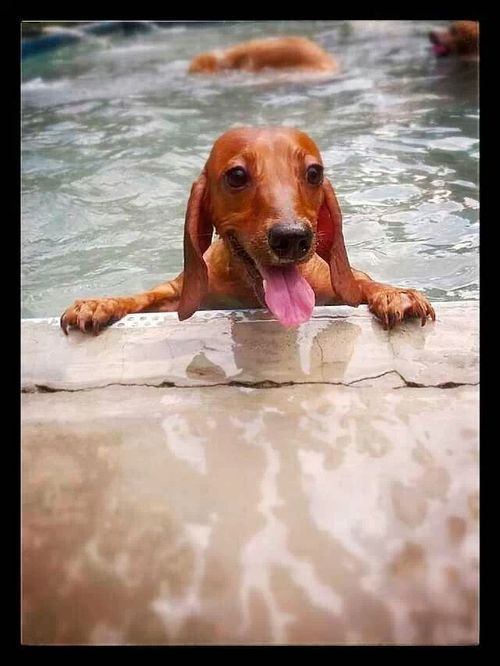 swimming doxie