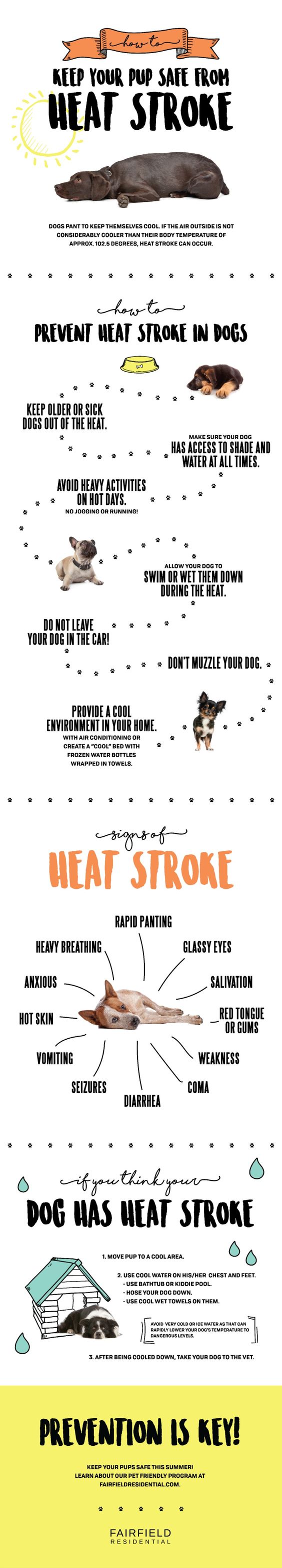 Take care of your pup in the summer heat. #heatstroke