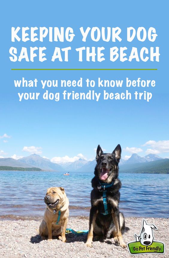 Take these things into consideration before you go to the beach with your dog.