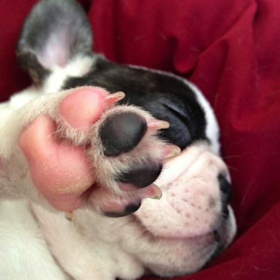 Talk to the paw!