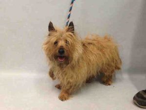 TAMMY – A1078044 FEMALE, BROWN, CAIRN TERRIER, 7 yrs STRAY – STRAY WAIT, NO HOLD Reason STRAY Intake condition UNSPECIFIE Intake Date 06/19/2016, From NY 10475, DueOut Date 06/22/2016,