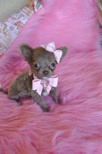 Teacup Chihuahua | Micro Teacup Chihuahua Puppy WOW Adorable Light Chocolate Princess 14 ...