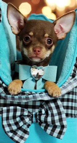 Teacup Chihuahuas For Sale