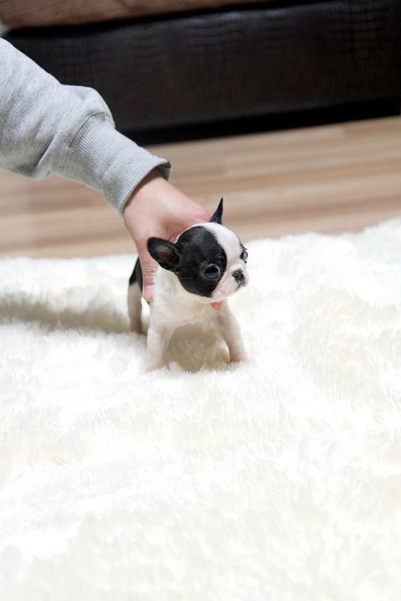 Teacup french bulldog! This isn't a Boston but it is SO adorable!!!