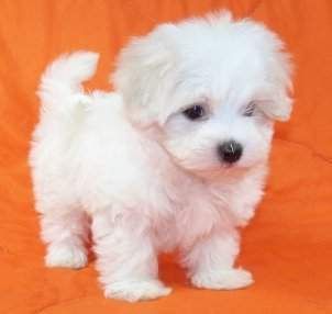 teacup maltese puppies - Google Search