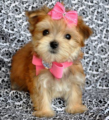 Teacup Morkie puppy. Cross between a yorkie and a maltese. How cute is  :D