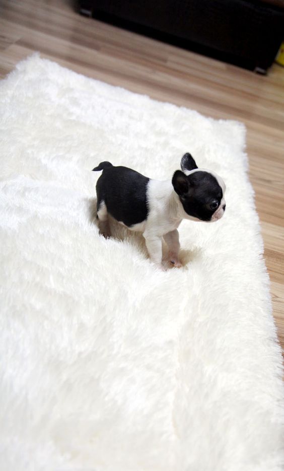 TEACUP PUPPY: ★Teacup puppy for sale★ French bulldog Bianco.