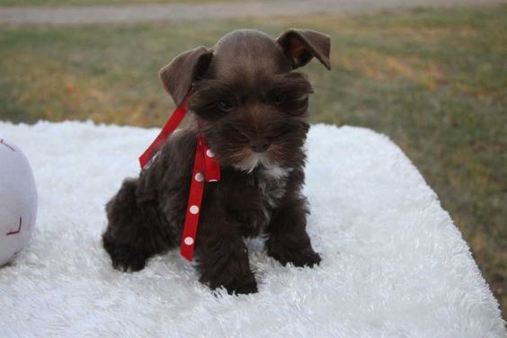 teacup schnauzer | Toy, Teacup and Miniature Schnauzer Puppies For Sale - Oklahoma