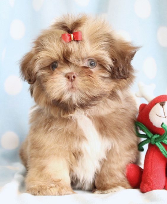 teacup shih tzu puppies for sale in florida | Zoe Fans Blog