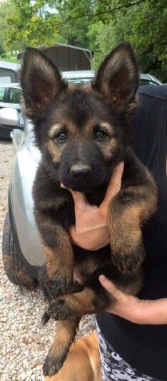 That German Shepherd face! Those ears! That coloring!