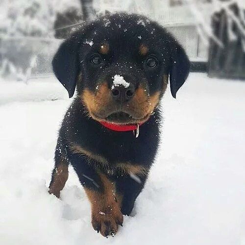 That the cutest puppy I ever !  by rottweilerlover