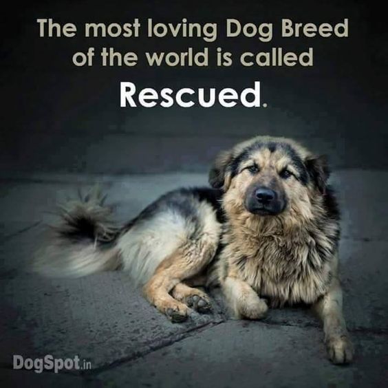 That's because the adopter wants a rescued dog and has so much love and reassurance to give. #largestdogs #largedogs #bigdogs #animals #dogs