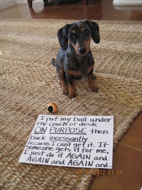 That's just being a wiener dog.