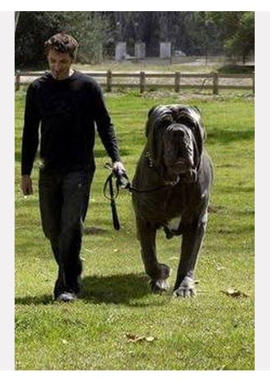 The 10 largest Dog Breeds, Breed#1 out of 6. I am going to need to know this because I LOVEEE huge dogs.